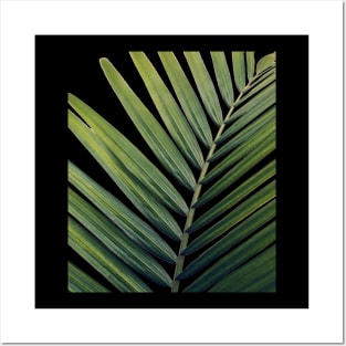 PALM LEAF DESIGN Posters and Art